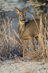 standing Deer