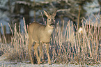 standing Deer