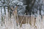 standing Deer