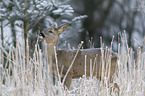 standing Deer
