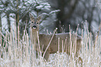 standing Deer