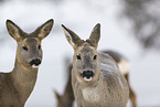 Deer portrait