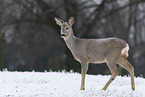 standing Deer