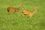 running Deers