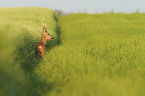 standing Deer