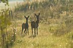standing Deers