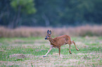 running Roe Deer