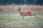 running Roe Deer