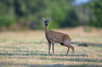 standing Roe Deer