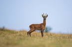 standing Roebuck