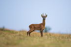 standing Roebuck