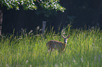 standing Roe Deer