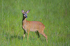 standing Roe Deer