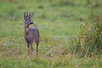 roe deer