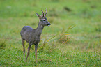 roe deer