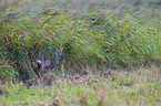 roe deer