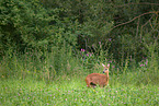 roe deer