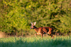 roe deer