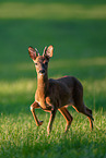 roe deer