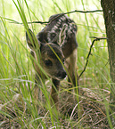 roe deer