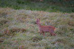 roe deer