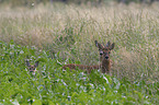 roe deer