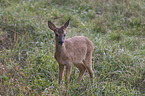 roe deer