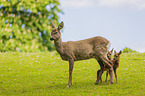 roe deer