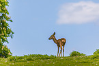 roe deer