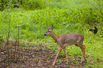 roe deer