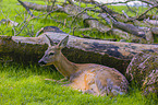 roe deer