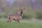 roe deer