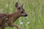 Fawn