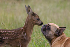 Fawn with french bulldog