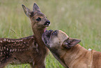 Fawn with french bulldog