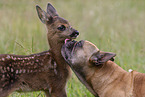 Fawn with french bulldog