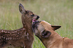 Fawn with french bulldog