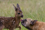 Fawn with french bulldog