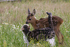 Fawn with cat