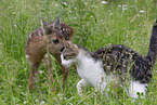 Fawn with cat