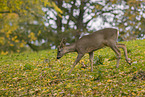 roe deer