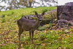 roe deer