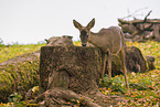 roe deer