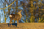 roe deer