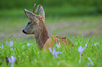 roe deer