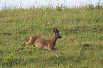 roe deer