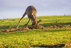 roe buck
