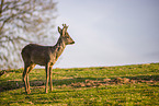 roe buck