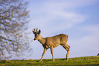 roe buck