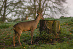 roe deer